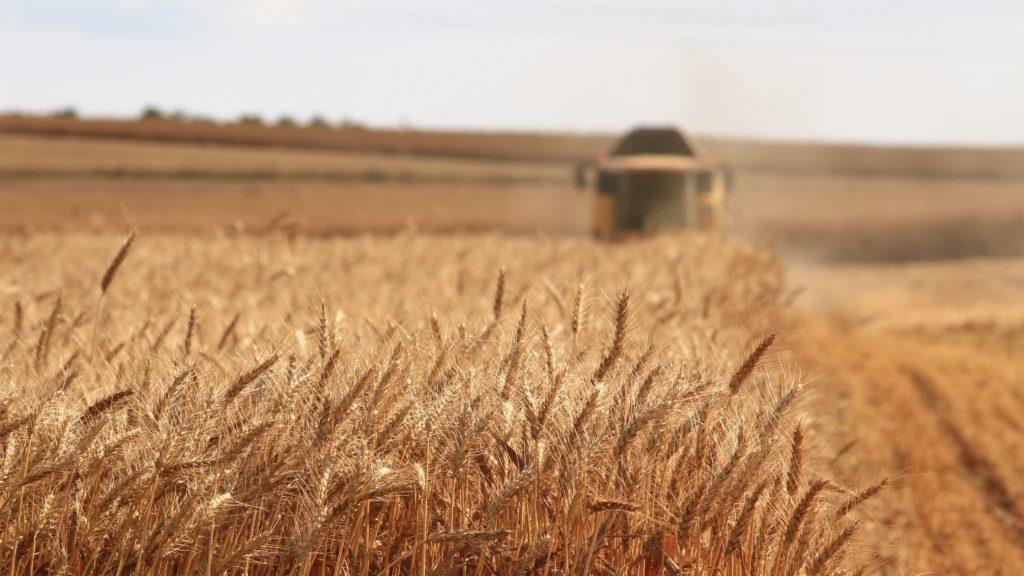 lammas-grain-harvest