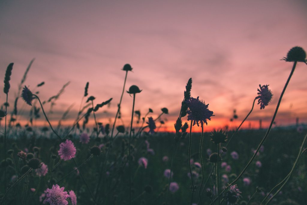 sunset-flowers-sabbat