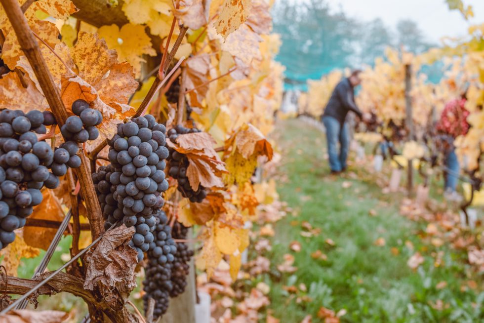 people harvesting grapes during fall harvest