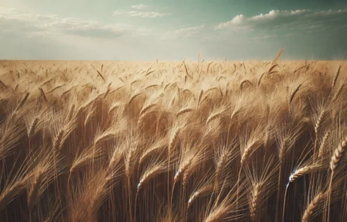 Wheatfield with the sun high in the sky.